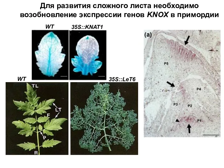 Для развития сложного листа необходимо возобновление экспрессии генов KNOX в примордии WT 35S::KNAT1 WT 35S::LeT6