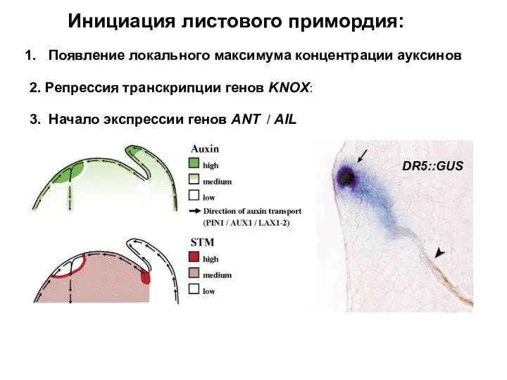 Инициация листового примордия: Появление локального максимума концентрации ауксинов 2. Репрессия