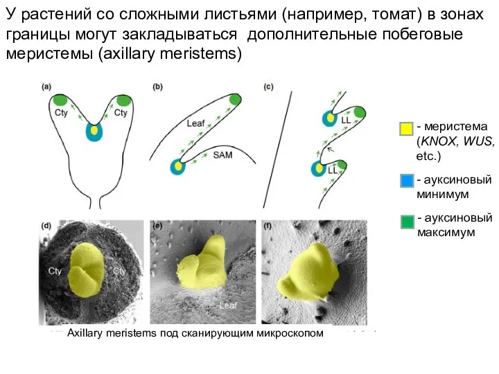 - меристема (KNOX, WUS, etc.) - ауксиновый минимум - ауксиновый