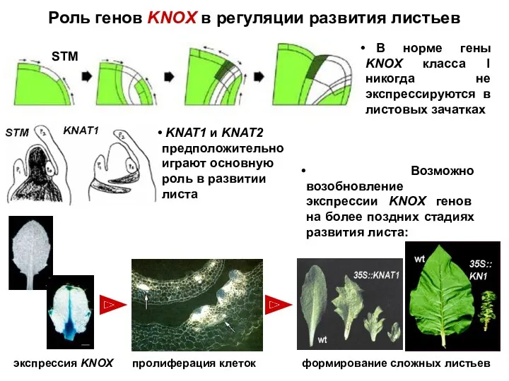 Роль генов KNOX в регуляции развития листьев В норме гены