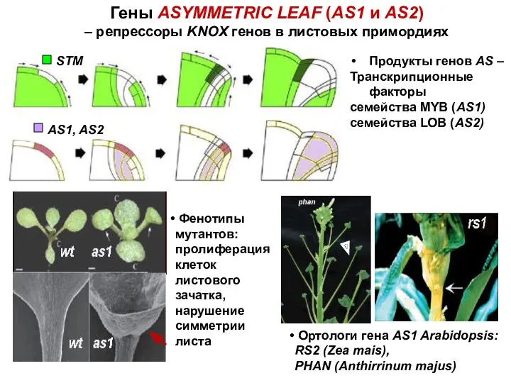 Гены ASYMMETRIC LEAF (AS1 и AS2) – репрессоры KNOX генов