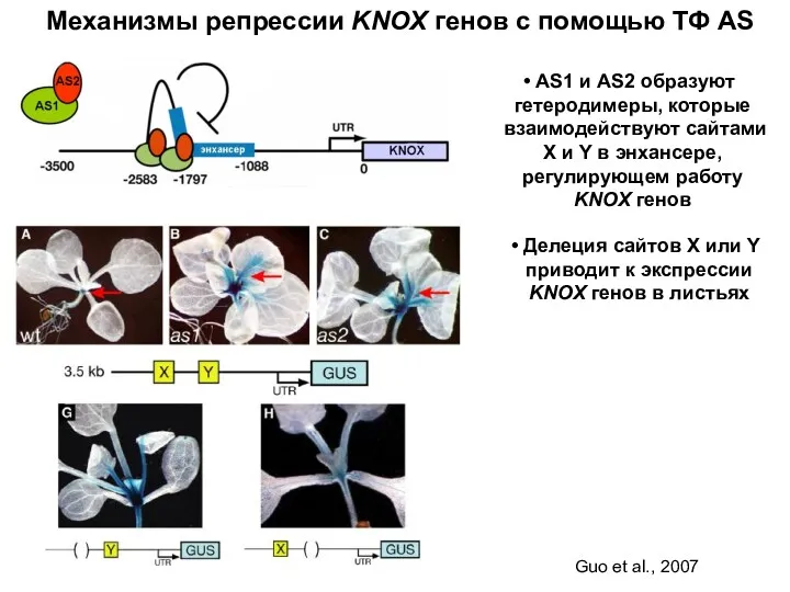 AS1 и AS2 образуют гетеродимеры, которые взаимодействуют сайтами X и