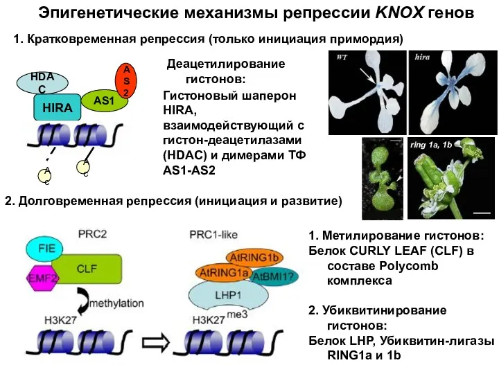 Эпигенетические механизмы репрессии KNOX генов Деацетилирование гистонов: 1. Метилирование гистонов: