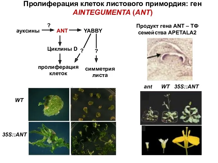 Пролиферация клеток листового примордия: ген AINTEGUMENTA (ANT) WT 35S::ANT Продукт гена ANT – ТФ семейства APETALA2