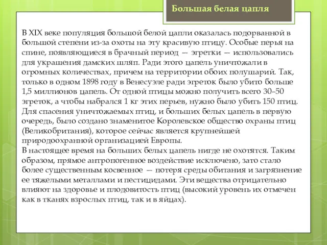 В ХIХ веке популяция большой белой цапли оказалась подорванной в