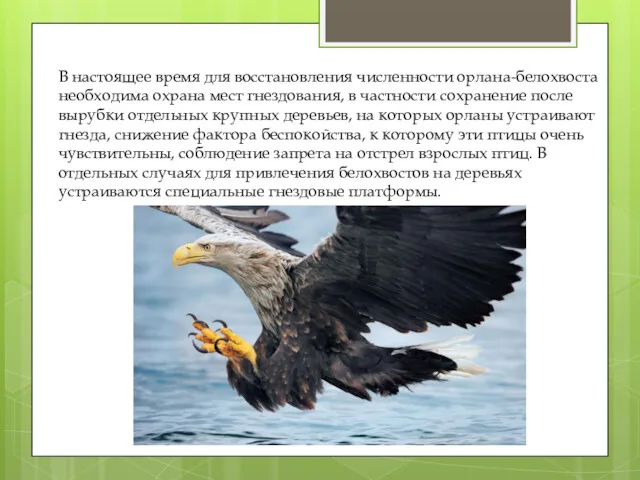 В настоящее время для восстановления численности орлана-белохвоста необходима охрана мест