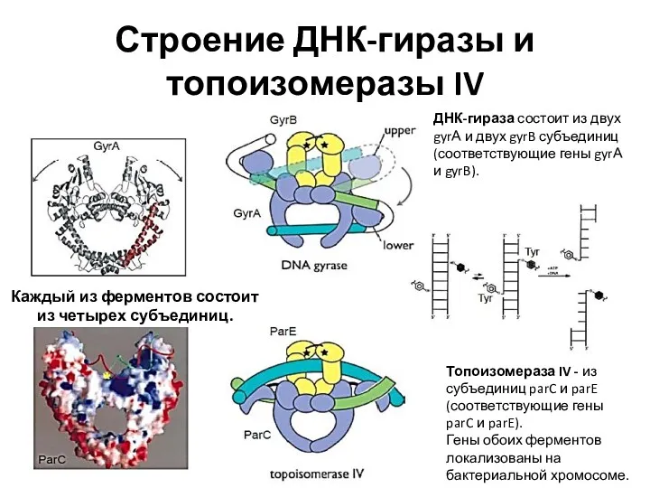 Строение ДНК-гиразы и топоизомеразы IV Каждый из ферментов состоит из