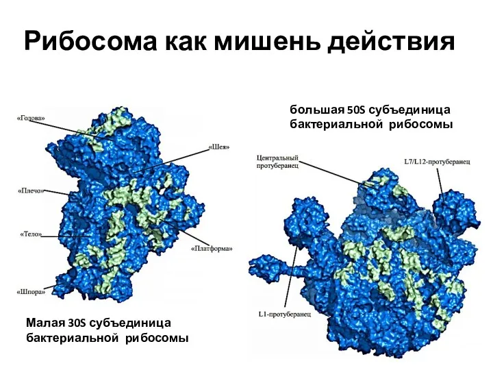 Малая 30S субъединица бактериальной рибосомы большая 50S субъединица бактериальной рибосомы Рибосома как мишень действия