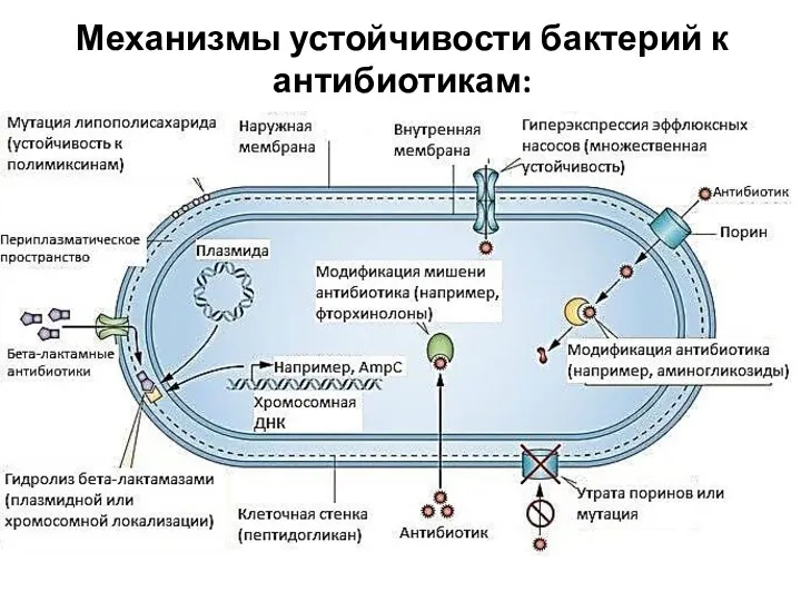 Механизмы устойчивости бактерий к антибиотикам: