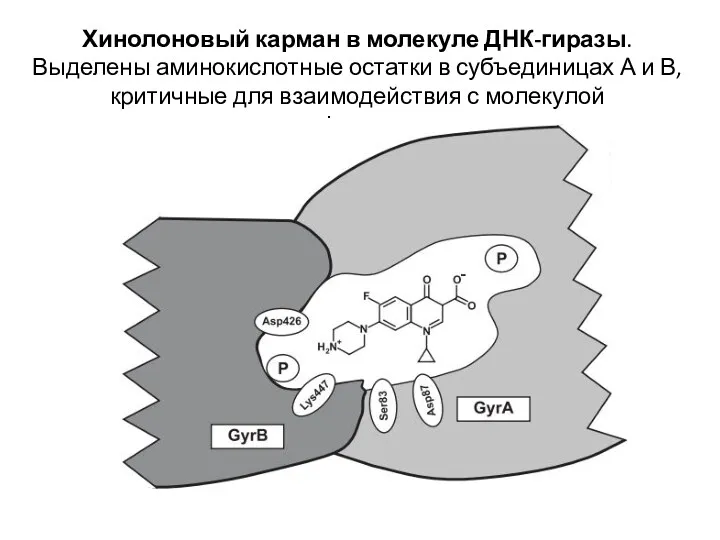 Хинолоновый карман в молекуле ДНК-гиразы. Выделены аминокислотные остатки в субъединицах