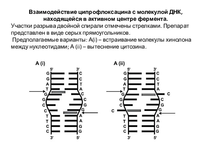 Взаимодействие ципрофлоксацина с молекулой ДНК, находящейся в активном центре фермента.