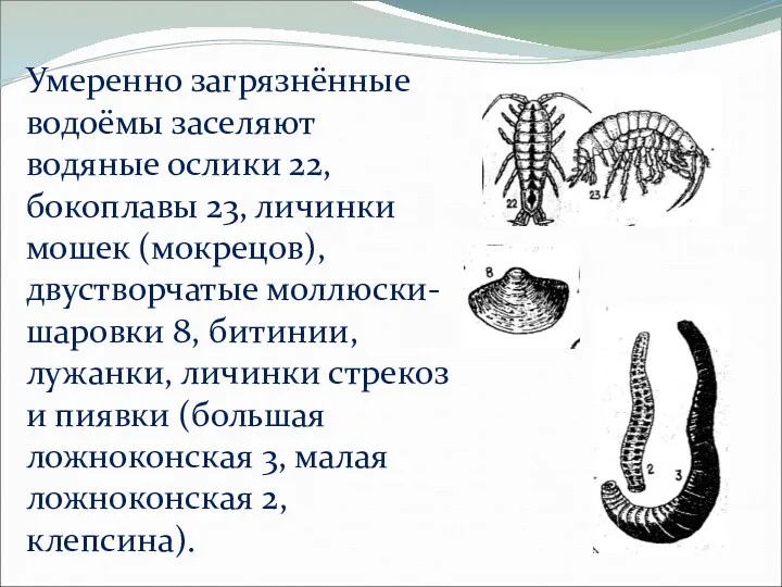 Умеренно загрязнённые водоёмы заселяют водяные ослики 22, бокоплавы 23, личинки