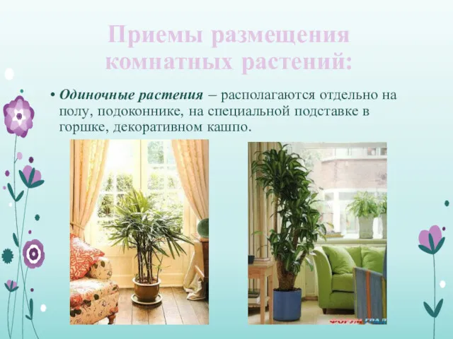 Приемы размещения комнатных растений: Одиночные растения – располагаются отдельно на