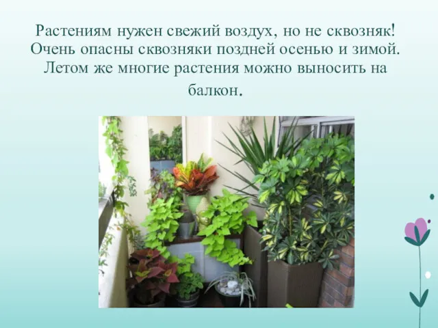 Растениям нужен свежий воздух, но не сквозняк! Очень опасны сквозняки