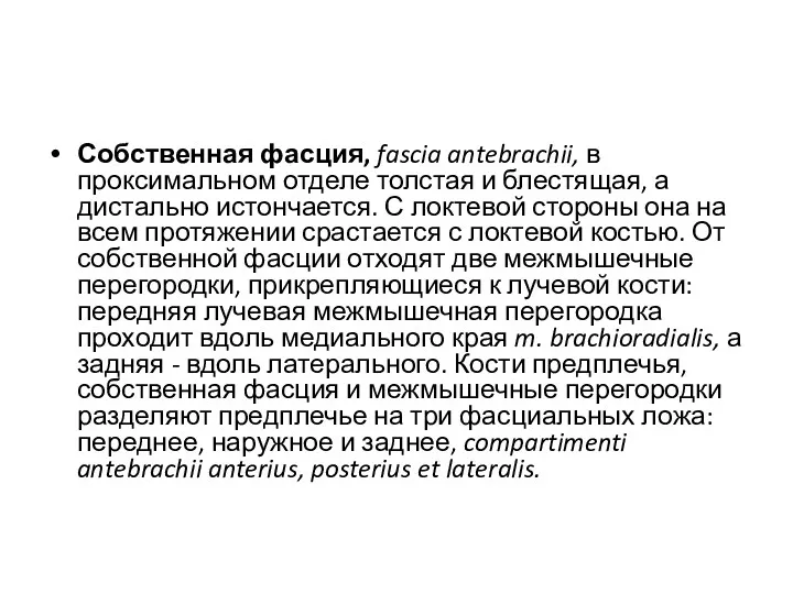 Собственная фасция, fascia antebrachii, в проксимальном отделе толстая и блестящая,