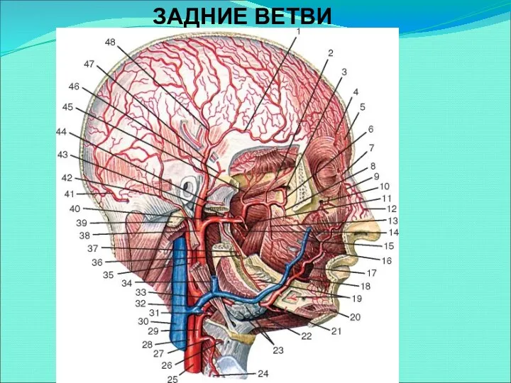 ЗАДНИЕ ВЕТВИ