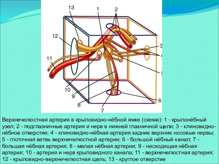 Верхнечелюстная артерия в крыловидно-нёбной ямке (схема): 1 - крылонёбный узел;