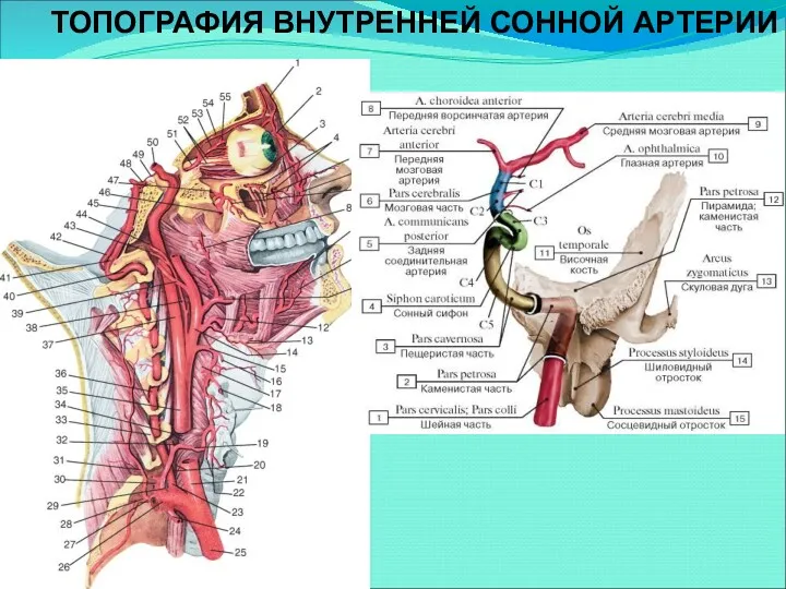 ТОПОГРАФИЯ ВНУТРЕННЕЙ СОННОЙ АРТЕРИИ