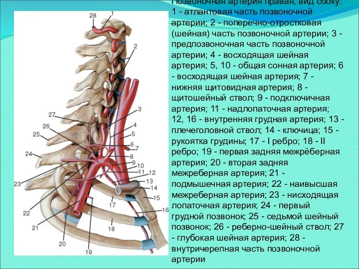 Позвоночная артерия правая, вид сбоку: 1 - атлантовая часть позвоночной