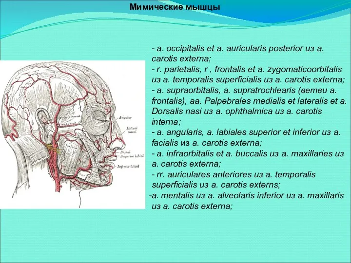 Мимические мышцы - a. occipitalis et a. auricularis posterior из