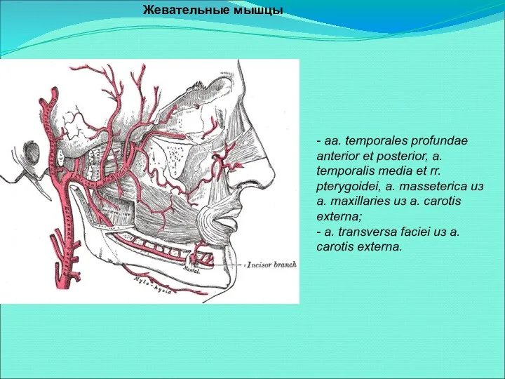 Жевательные мышцы - aa. temporales profundae anterior et posterior, a.