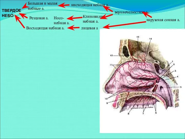 ТВЕРДОЕ НЕБО Большая и малая небные а. нисходящая небная а.
