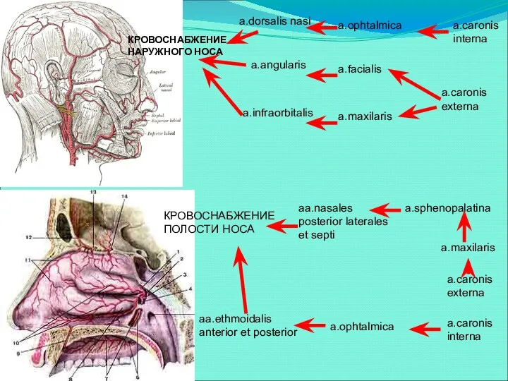 КРОВОСНАБЖЕНИЕ НАРУЖНОГО НОСА КРОВОСНАБЖЕНИЕ ПОЛОСТИ НОСА a.dorsalis nasi a.ophtalmica a.caronis