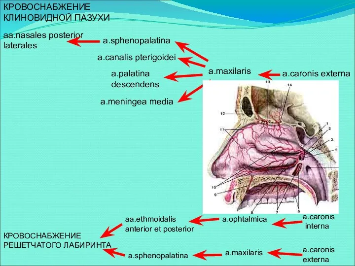 КРОВОСНАБЖЕНИЕ КЛИНОВИДНОЙ ПАЗУХИ aa.nasales posterior laterales a.sphenopalatina a.maxilaris a.caronis externa