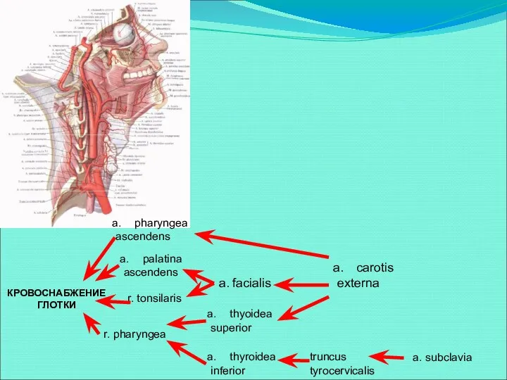 КРОВОСНАБЖЕНИЕ ГЛОТКИ pharyngea ascendens palatina ascendens r. tonsilaris a. facialis