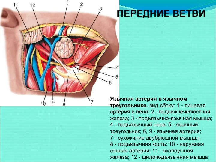 Язычная артерия в язычном треугольнике, вид сбоку: 1 - лицевая