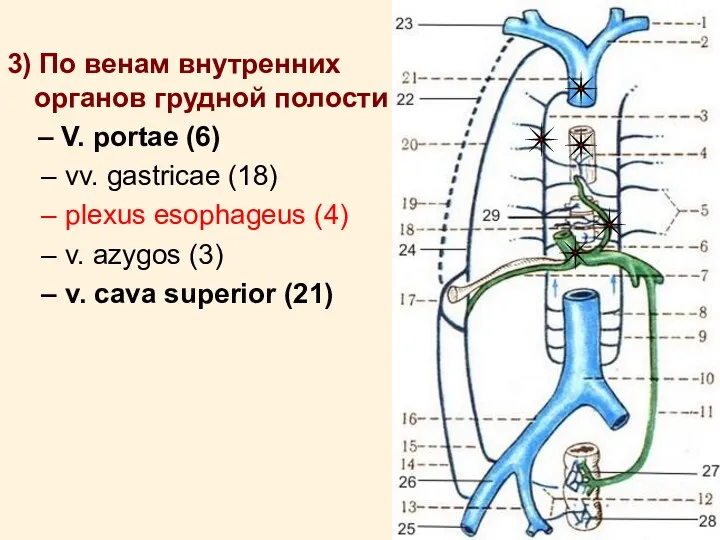3) По венам внутренних органов грудной полости – V. portae