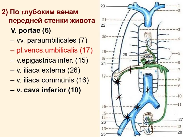 2) По глубоким венам передней стенки живота V. portae (6)