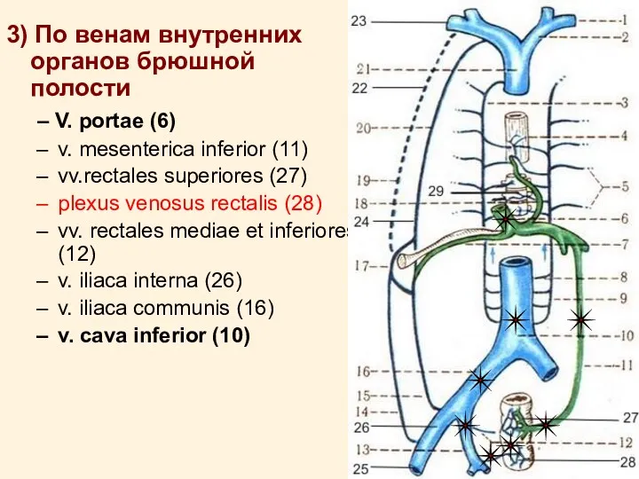 3) По венам внутренних органов брюшной полости – V. portae