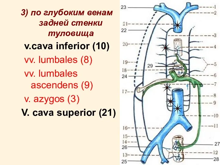 3) по глубоким венам задней стенки туловища v.cava inferior (10)