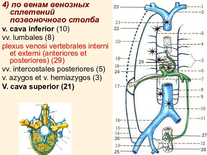 4) по венам венозных сплетений позвоночного столба v. cava inferior