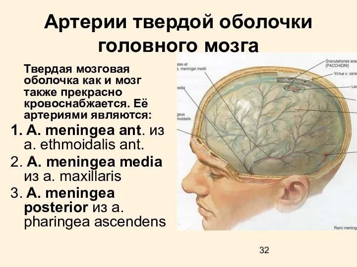 Артерии твердой оболочки головного мозга Твердая мозговая оболочка как и