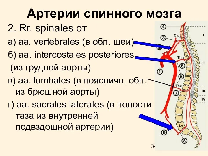 Артерии cпинного мозга 2. Rr. spinales от а) aa. vertebrales