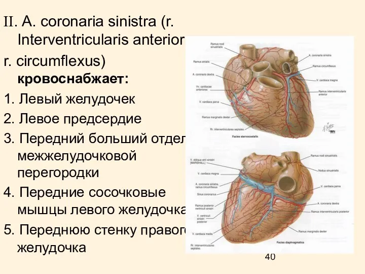 II. А. coronaria sinistra (r. Interventricularis anterior; r. circumflexus) кровоснабжает: