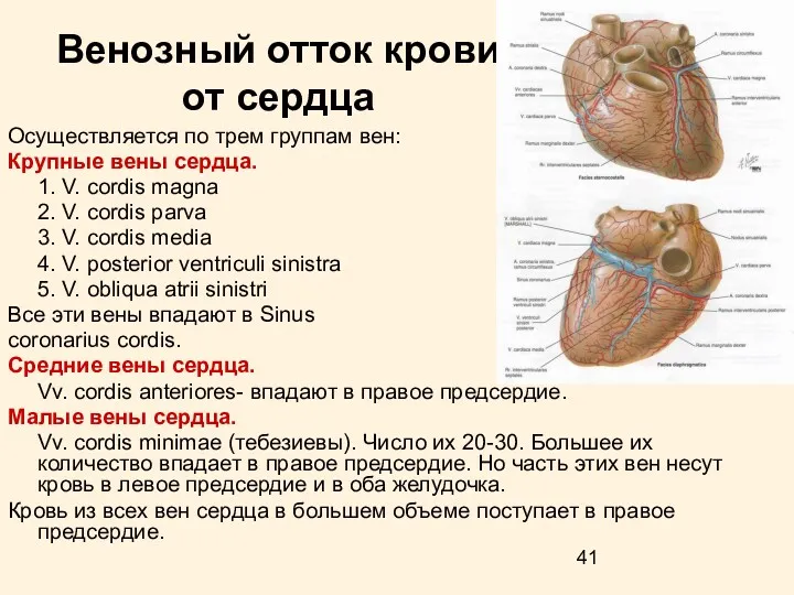 Венозный отток крови от сердца Осуществляется по трем группам вен:
