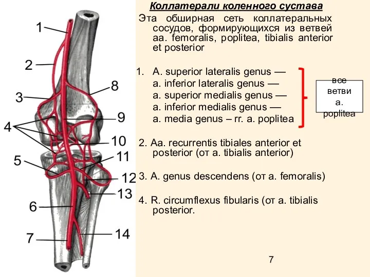 Коллатерали коленного сустава Эта обширная сеть коллатеральных сосудов, формирующихся из