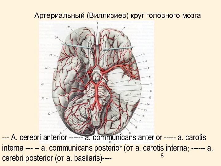 --- А. cerebri anterior ------ а. communicans anterior ----- а.