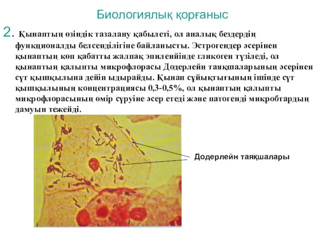 Биологиялық қорғаныс 2. Қынаптың өзіндік тазалану қабылеті, ол аналық бездердің функционалды белсенділігіне байланысты.