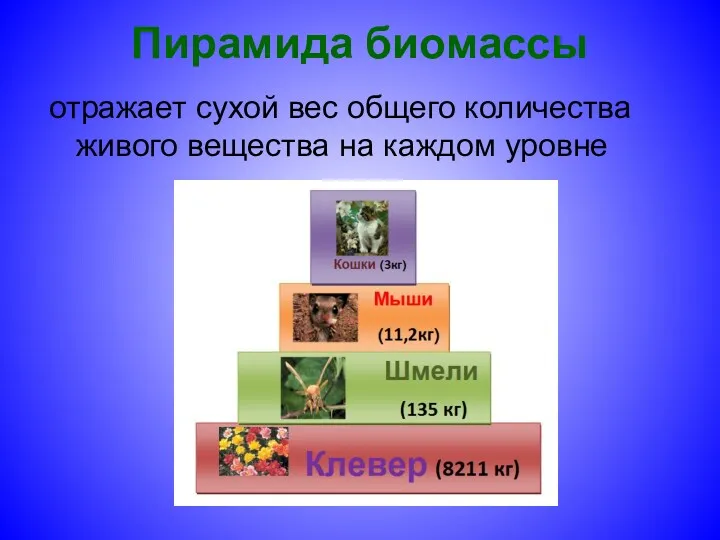 Пирамида биомассы отражает сухой вес общего количества живого вещества на каждом уровне