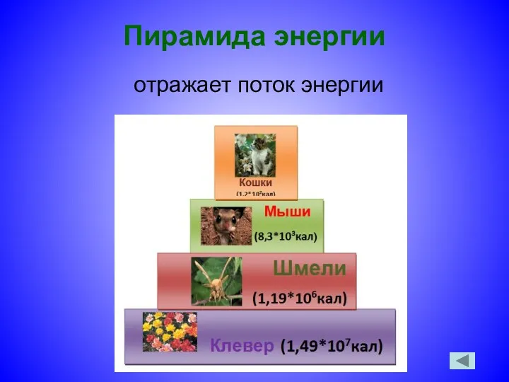 Пирамида энергии отражает поток энергии