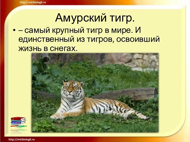 Амурский тигр. – самый крупный тигр в мире. И единственный из тигров, освоивший жизнь в снегах.