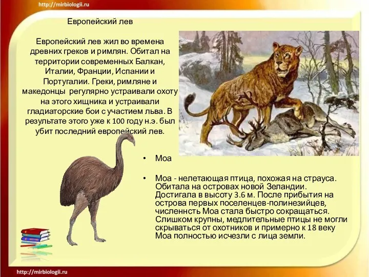 Европейский лев Европейский лев жил во времена древних греков и