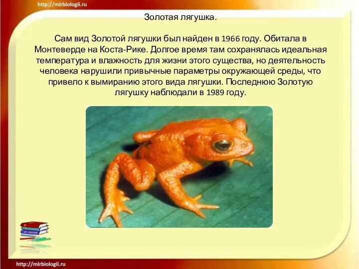 Золотая лягушка. Сам вид Золотой лягушки был найден в 1966