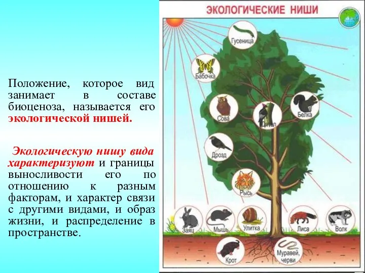 Положение, которое вид занимает в составе биоценоза, называется его экологической нишей. Экологическую нишу