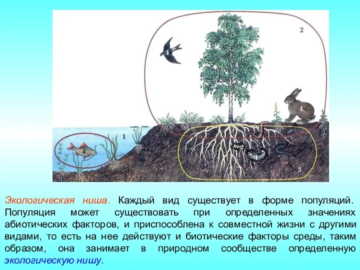 Экологическая ниша. Каждый вид существует в форме популяций. Популяция может