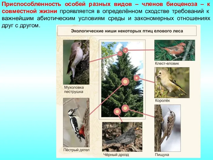 Приспособленность особей разных видов – членов биоценоза – к совместной жизни проявляется в